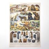 Lot of two lithographs on jungle animal furs 1900