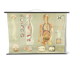 Educational pull-down Jung Koch school map human anatomy chart