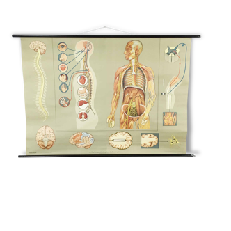 Educational pull-down Jung Koch school map human anatomy chart