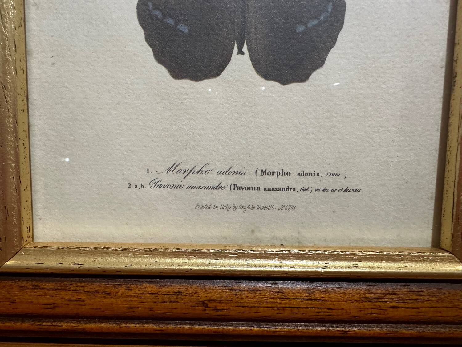 Butterflies lithograph frame