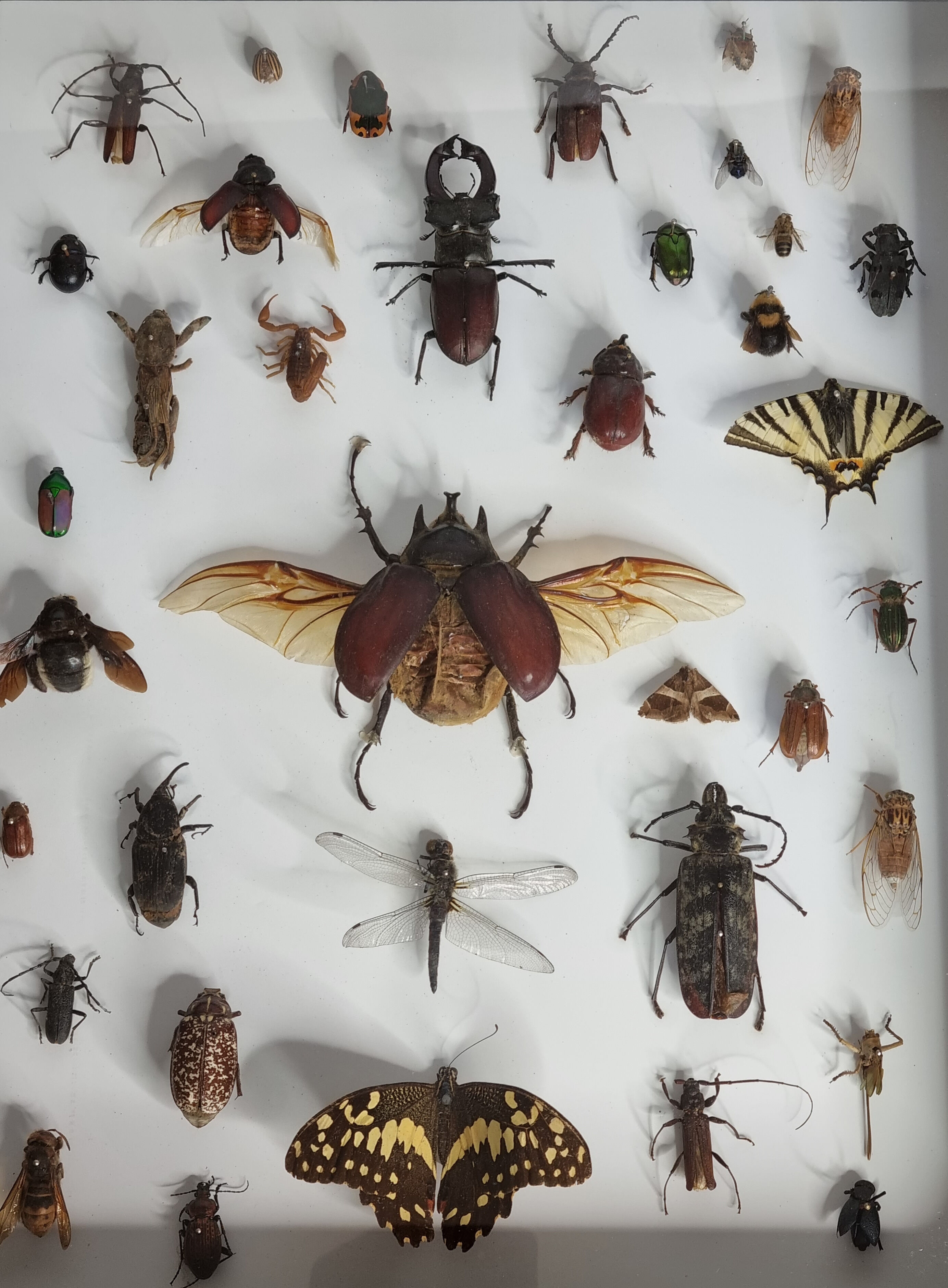 Tableau d'insectes naturalisés, ancienne collection d'entomologiste