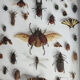 Tableau d'insectes naturalisés, ancienne collection d'entomologiste