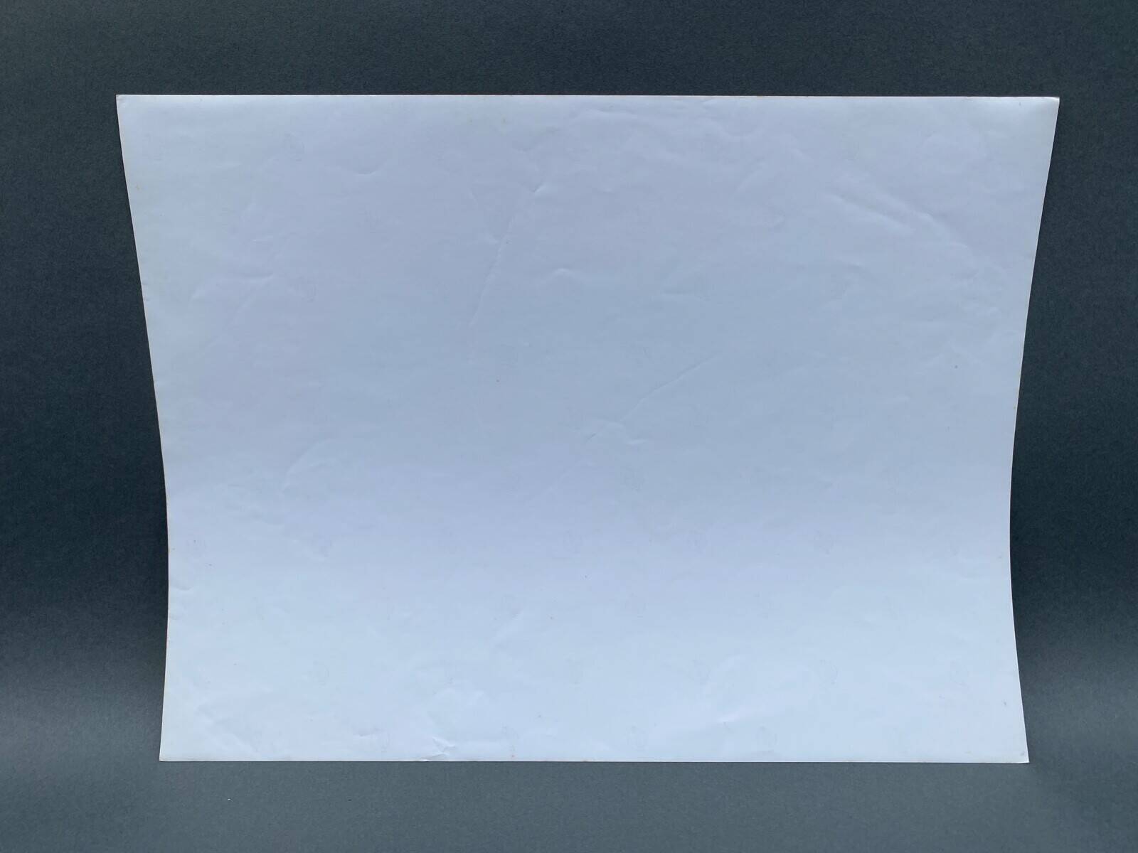 Film photography Bernard Darot Parterre of ferns 20th century