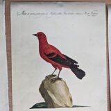 9 Bird Illustrations