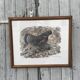 Gravure originale de Robert Hainard