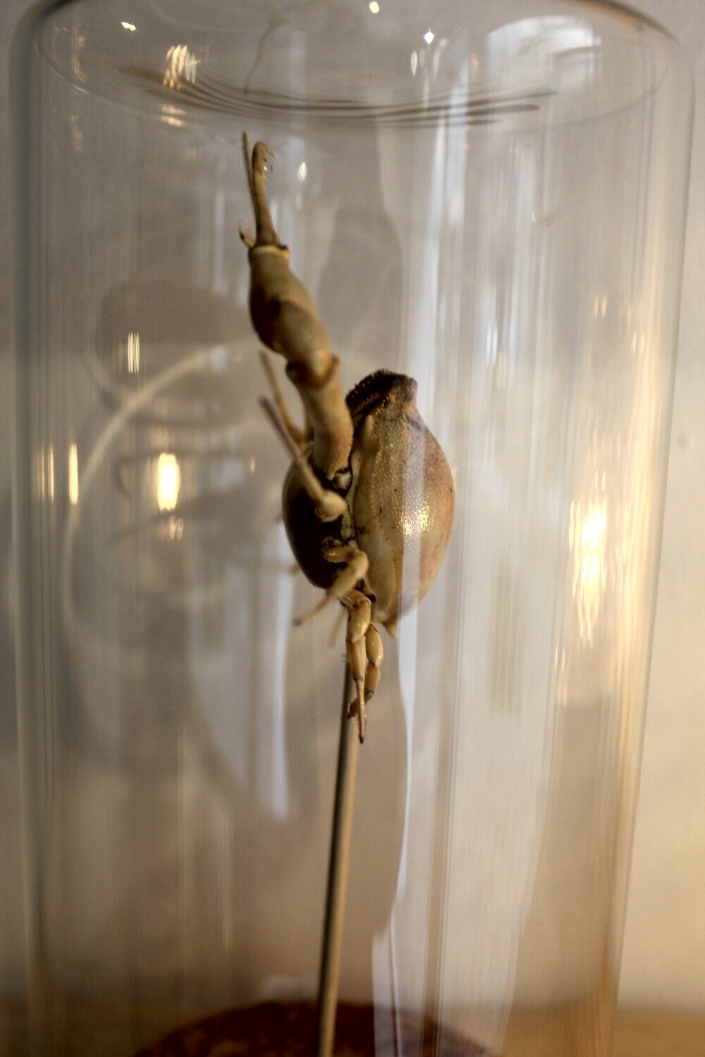 Curiosity - crabe medallion sous cloche de verre