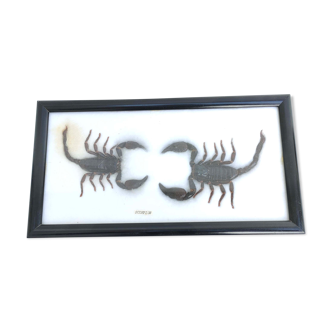 Frame scorpions