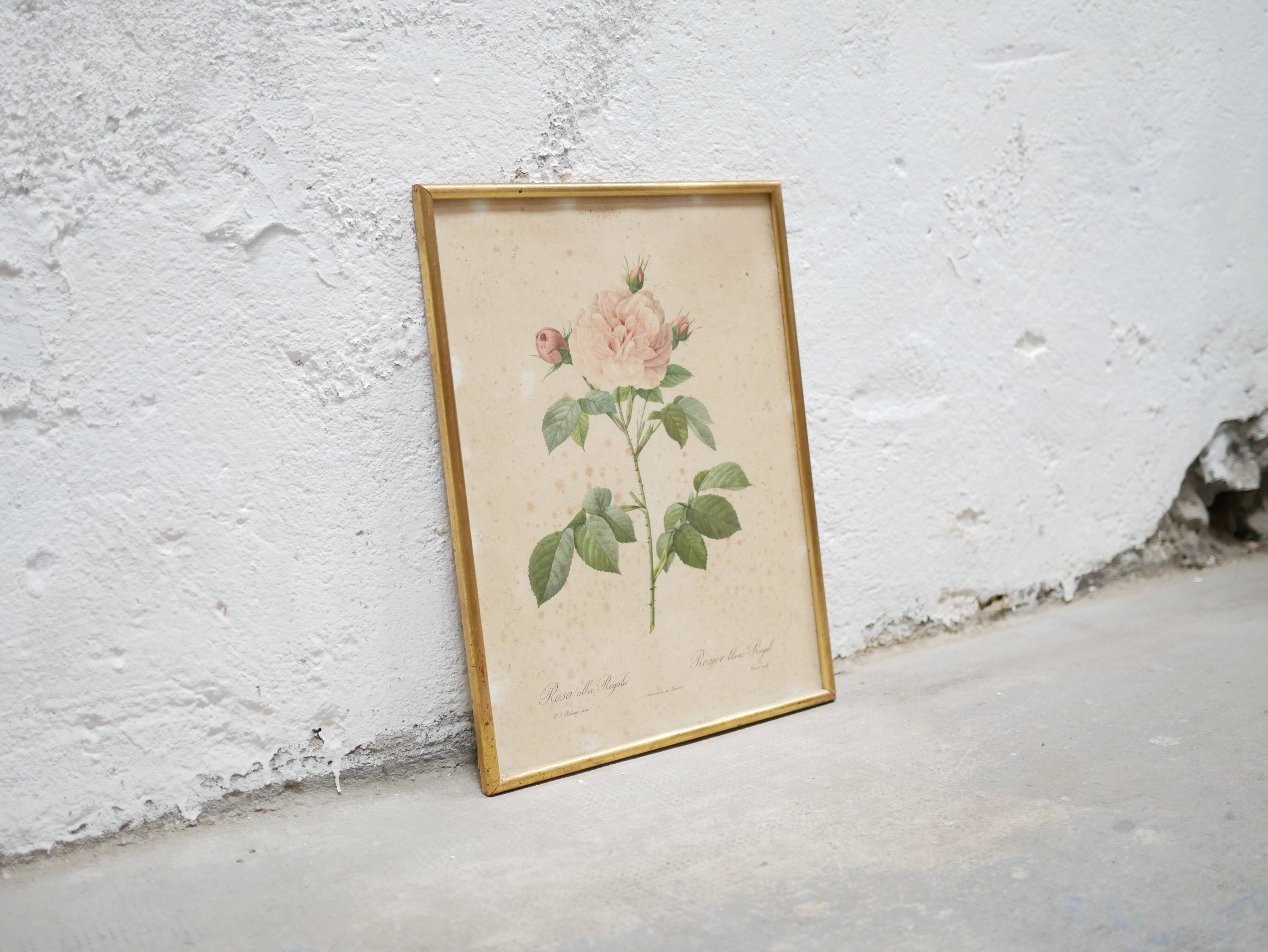 Vintage botanical poster Rosa alba Regalis by P.J.Redouté