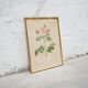 Vintage botanical poster Rosa alba Regalis by P.J.Redouté