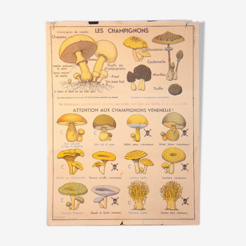 MDI school map mushrooms and plant classification