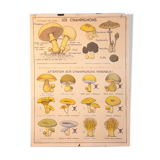 Carte scolaire MDI les champignons et la classification des plantes