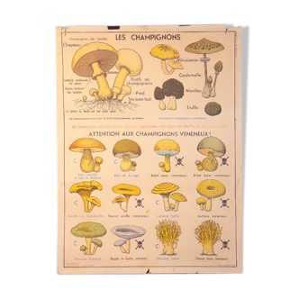 Carte scolaire MDI les champignons et la classification des plantes
