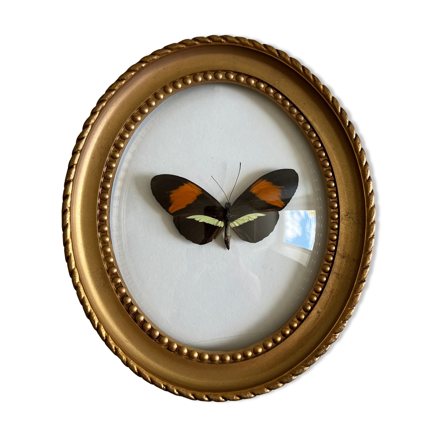 Cadre papillon naturalisé verre bombé