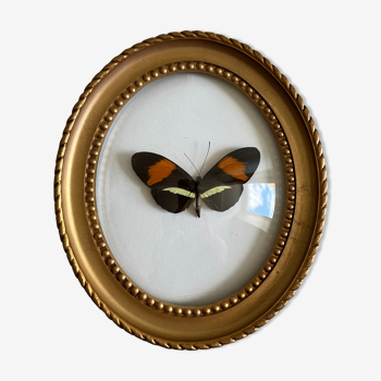 Butterfly frame naturalized curved glass