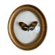 Cadre papillon naturalisé verre bombé