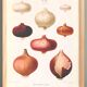 Poster about pink onions, based on an old engraving from 1886.
