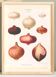 Poster about pink onions, based on an old engraving from 1886.