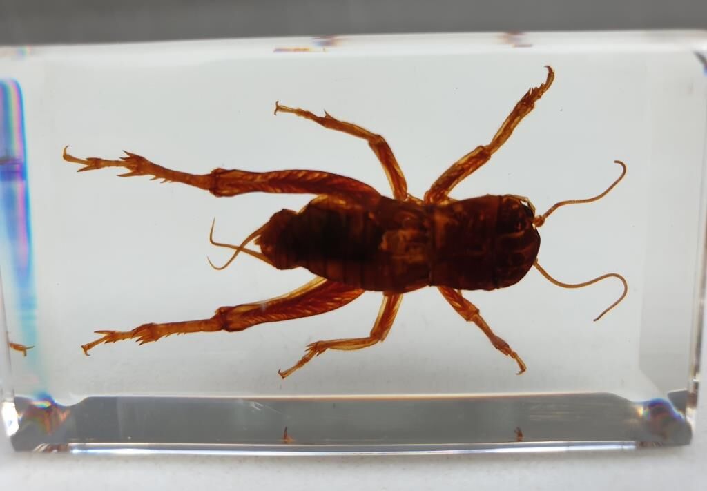 Insect under resin Pakistan giant cricket