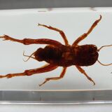 Insect under resin Pakistan giant cricket