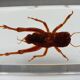 Insect under resin Pakistan giant cricket