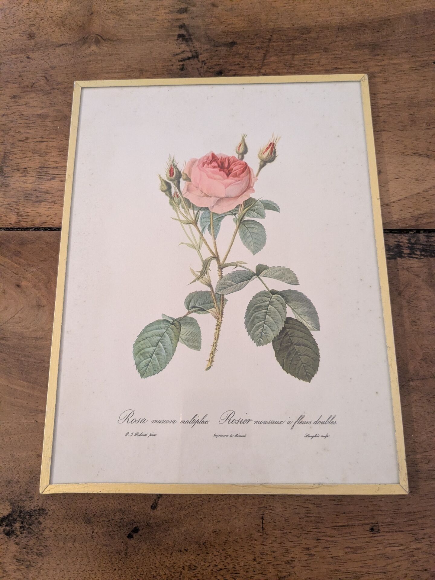 Framed lithograph of roses by P.J. Redouté