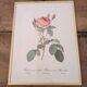 Framed lithograph of roses by P.J. Redouté