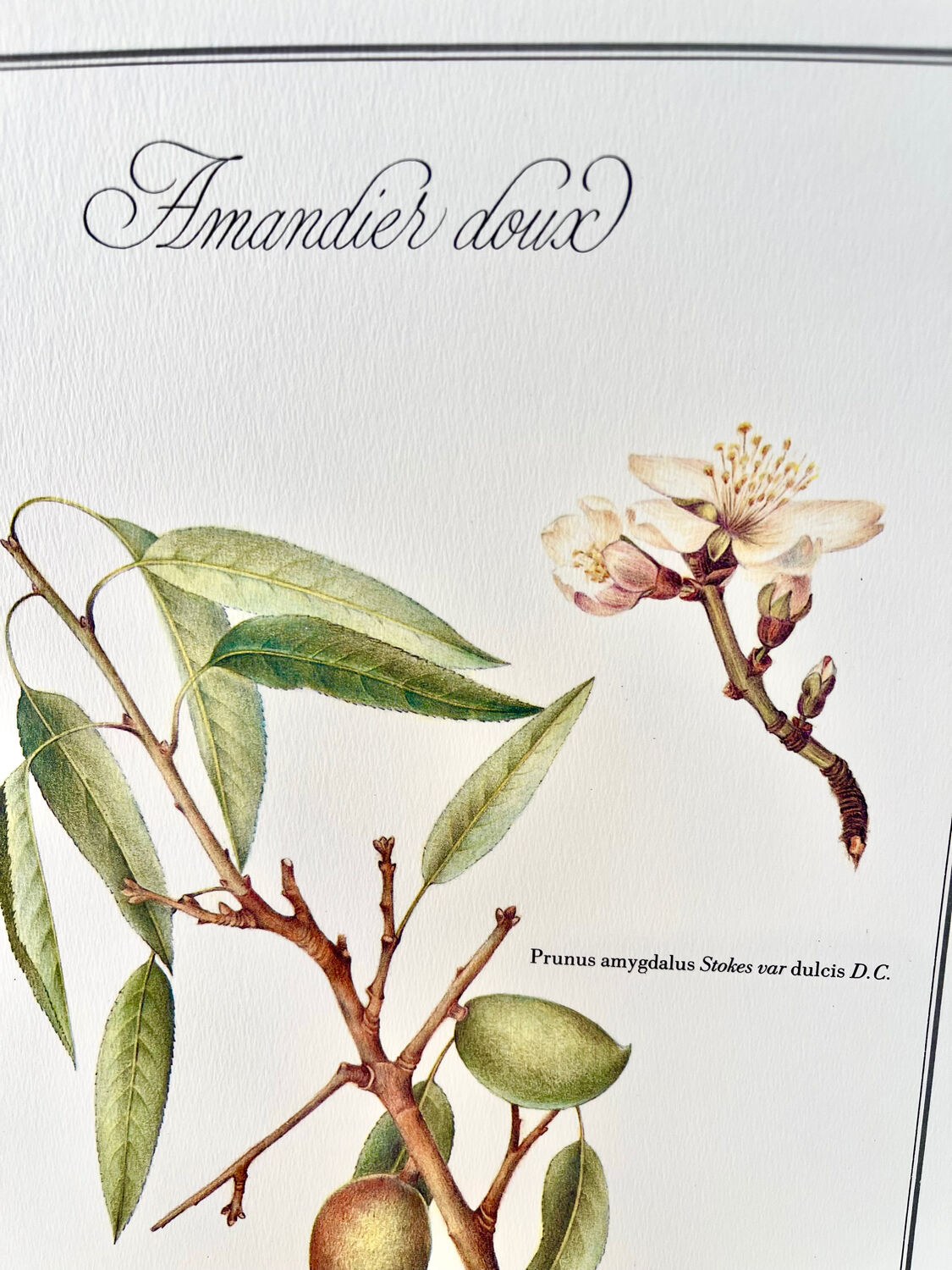 Planche botanique – Amandier doux – Louis Pariente, 1986
