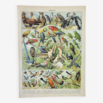 Old engraving 1898, Birds 1: species, parrot, raptor • Lithograph, Original plate