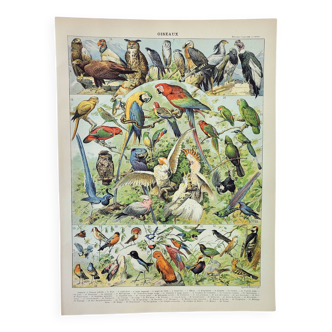 Gravure ancienne 1898, Oiseaux 1: espèces, perroquet, rapace • Lithographie, Planche originale