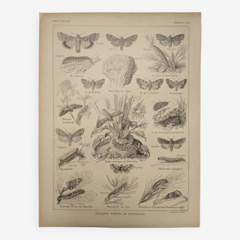 Gravure botanique  de 1922 - Noctuelle - Planche ancienne de papillons