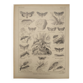 Gravure botanique  de 1922 - Noctuelle - Planche ancienne de papillons