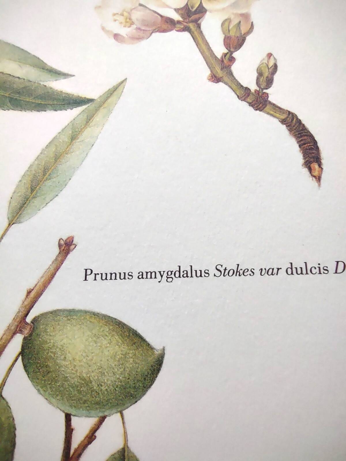 Botanical board -Sweet Almond- Illustration of medicinal plants and herbs