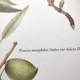 Botanical board -Sweet Almond- Illustration of medicinal plants and herbs