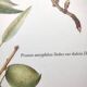Botanical board -Sweet Almond- Illustration of medicinal plants and herbs