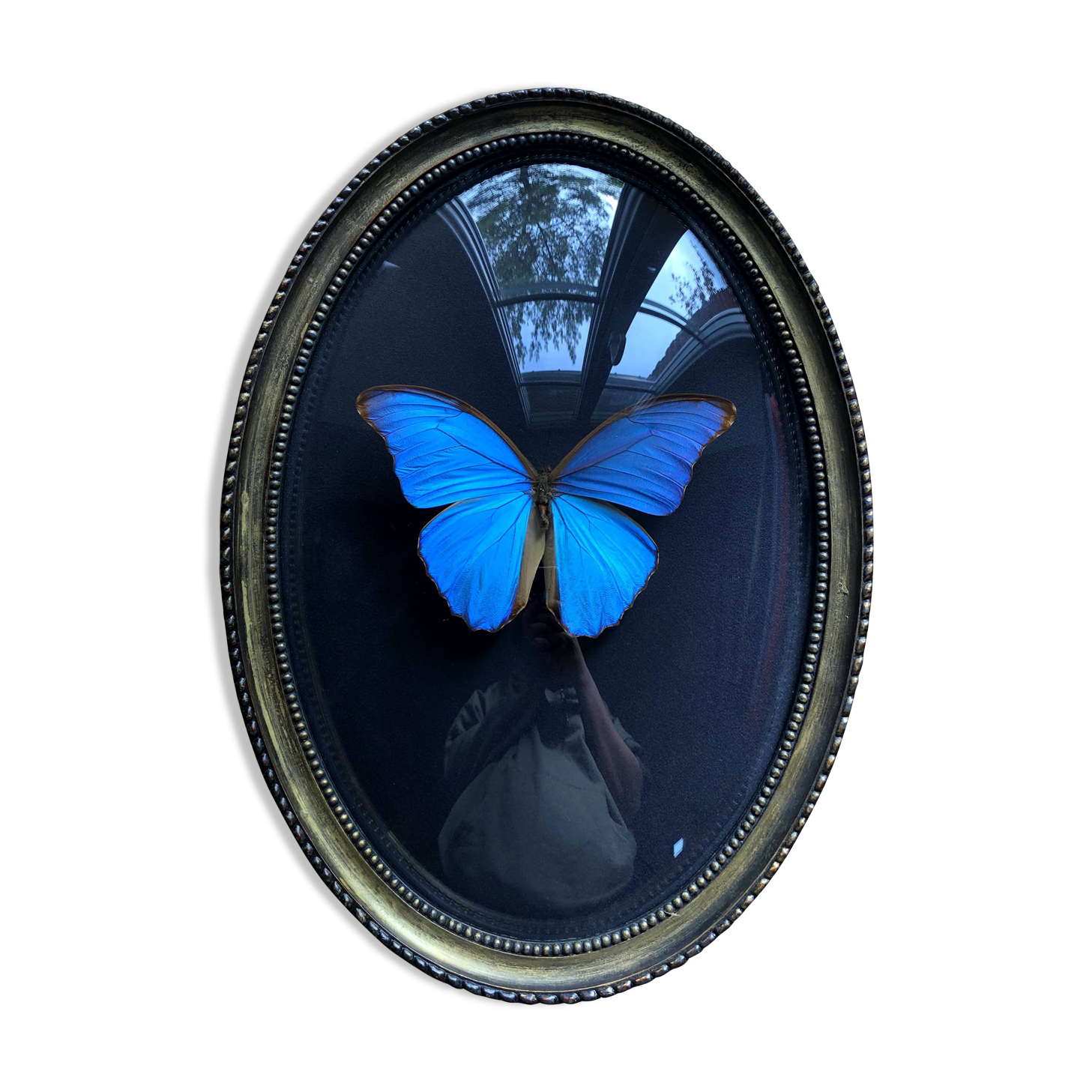 Cadre papillon - Morpho Catenarius - DÉCORATIONS/Cabinet de curiosité