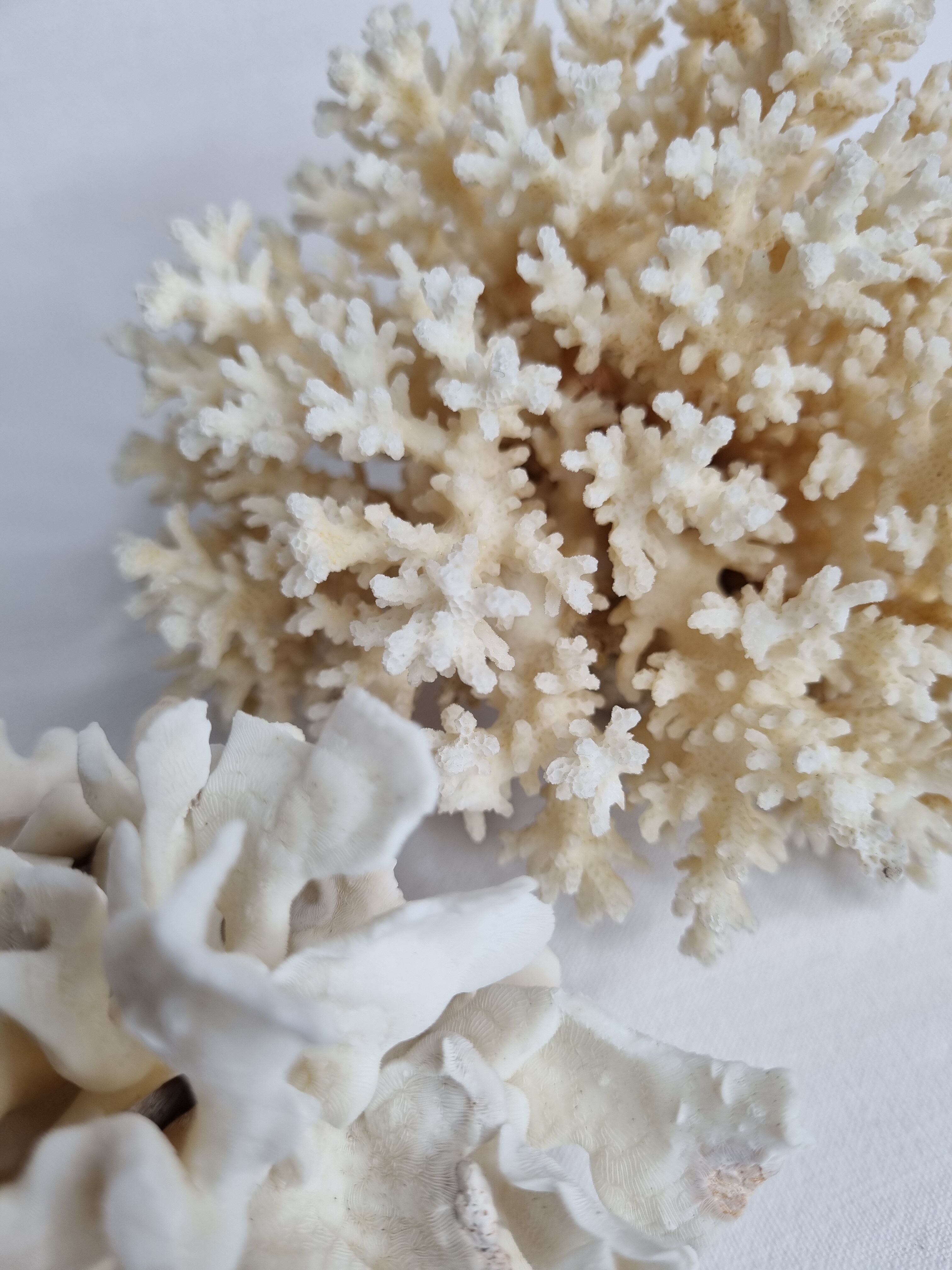 Set of two ancient white corals to lay