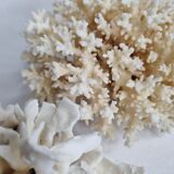 Set of two ancient white corals to lay
