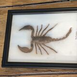 Scorpion naturalisé sous verre
