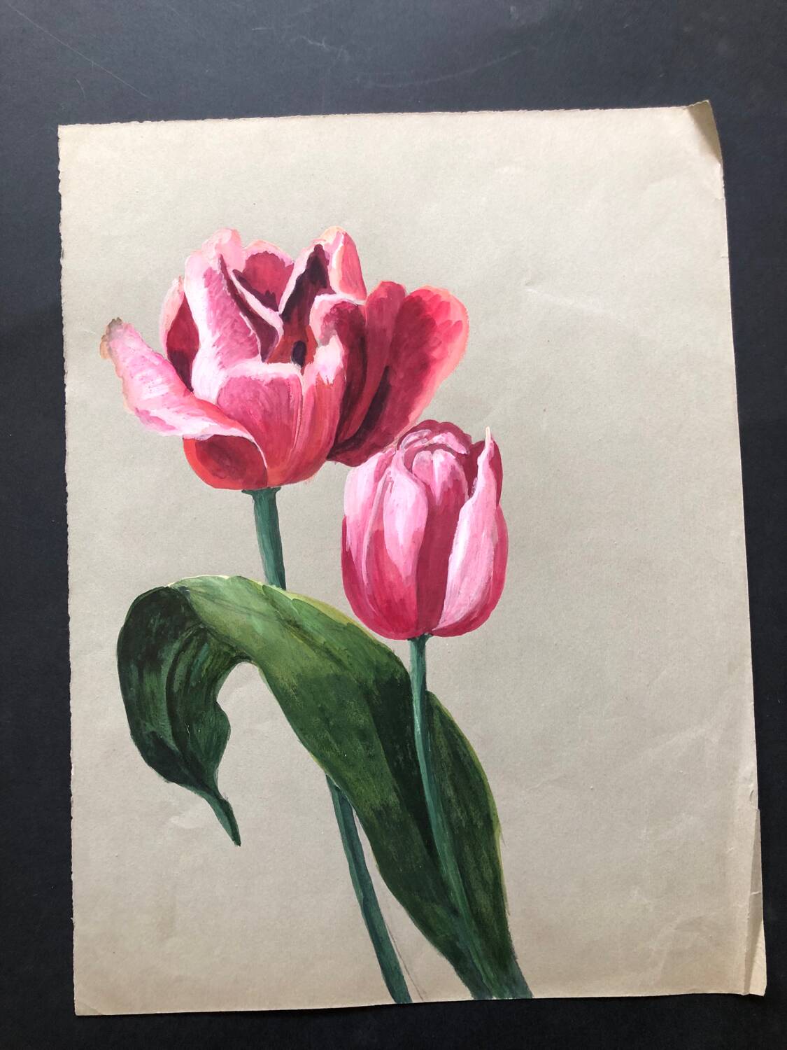 Old tulip drawing