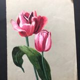 Old tulip drawing