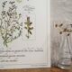 Botanical tea board to help children sleep
