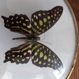 Papillon naturalisé vert et noir dans un cadre ovale bombé