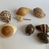 Collection de coquillages exotiques