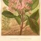 Botanical engraving from 1889. Cinchona by A. Lefevre - Colour lithograph.