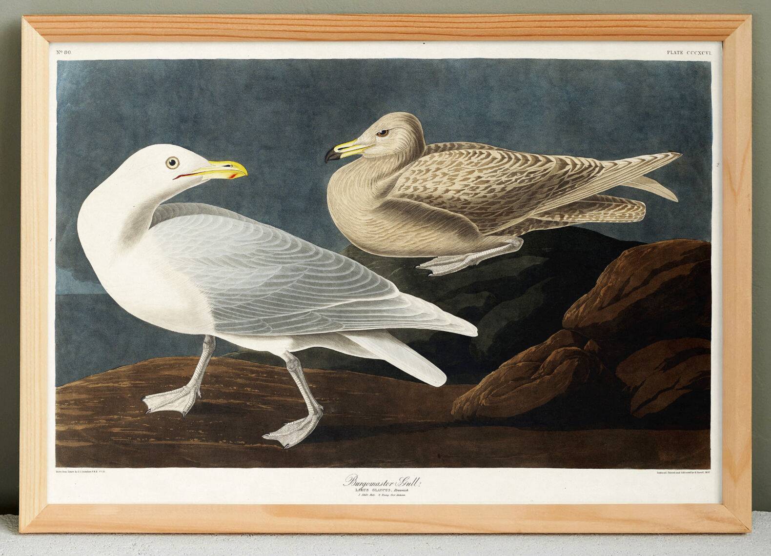 Poster about the Great Gull, based on an old engraving from 1827.