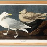 Poster about the Great Gull, based on an old engraving from 1827.