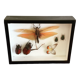 Cadre insectes naturalisés