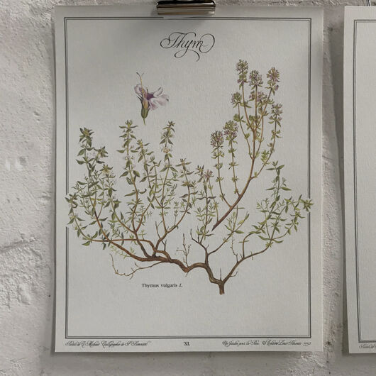 MOVE OVER FOR BOTANICAL POSTERS