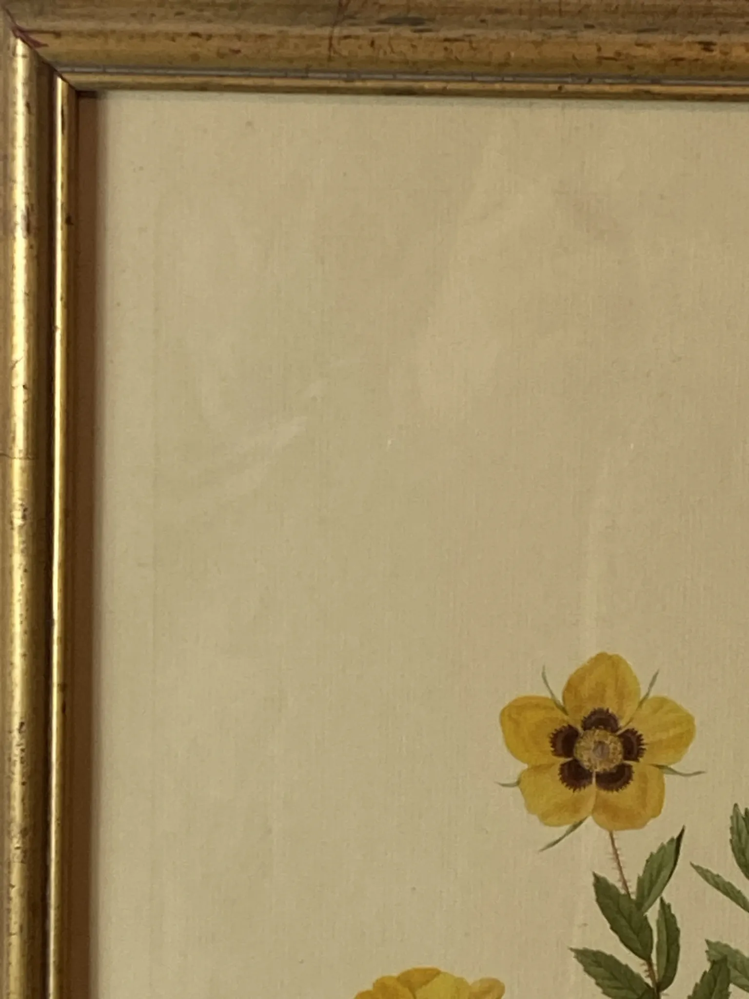Botanical print, Rose, J-P Redouté