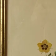 Botanical print, Rose, J-P Redouté